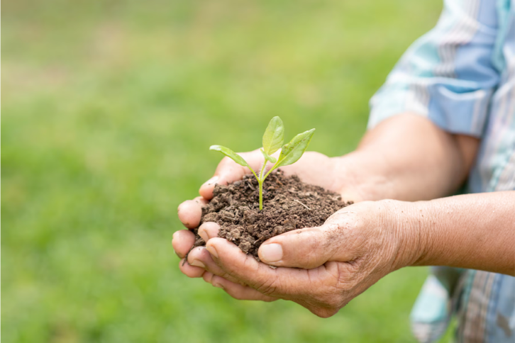 hands holding small plant and soil