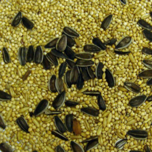 Cockatiel Feed Food Seed 20kg sale UK sourced FLASH SALE