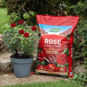 Westland rose planting and potting mix 60L